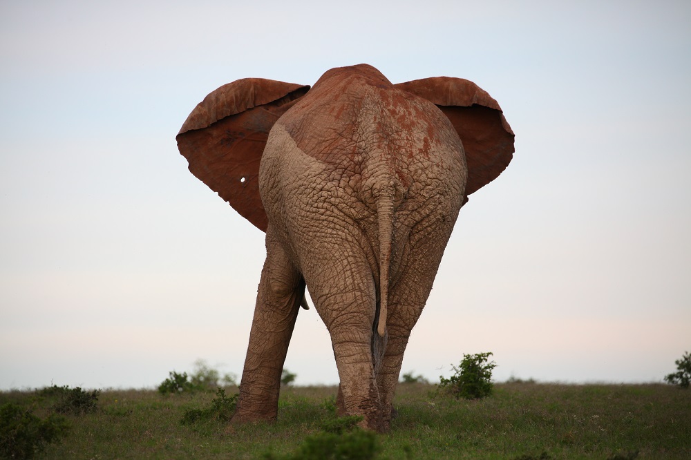 IMG_0778 1000px Elephant at Gorah Elephant Camp, South Africa; copyright Christopher P Baker