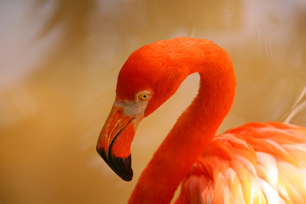 COL7852 1000px Flamingo, Colombia; copyright Christopher P Baker