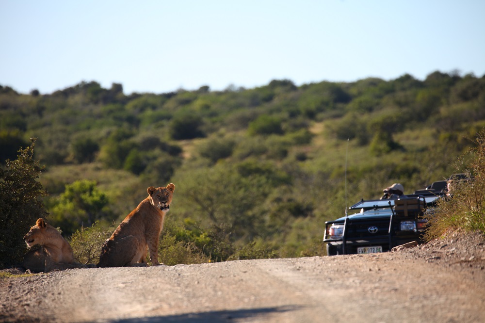 IMG_1244 1000px Lionesses guarding the road at Kwandwe Game Reserve, South Africa; copyright Christopher P Baker
