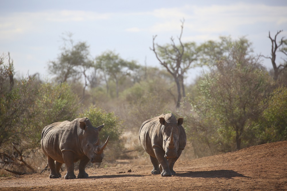 SX2A2407 1000px Rhinos at Hlane National Park, Swaziland; copyright Christopher P Baker