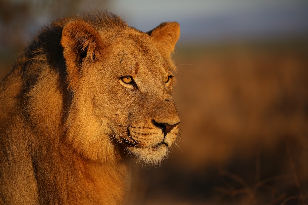 SX2A2657 1000px Lion in Hlane National Park, Swaziland; copyright Christopher P Baker